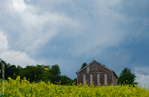 Abandoned farm in a field of yellow flowers