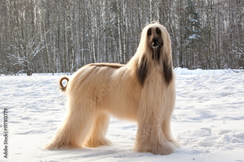 Fototapeta Naklejka Na Ścianę i Meble -  Dog breed dog Afghan Hound standing on the snow in the park