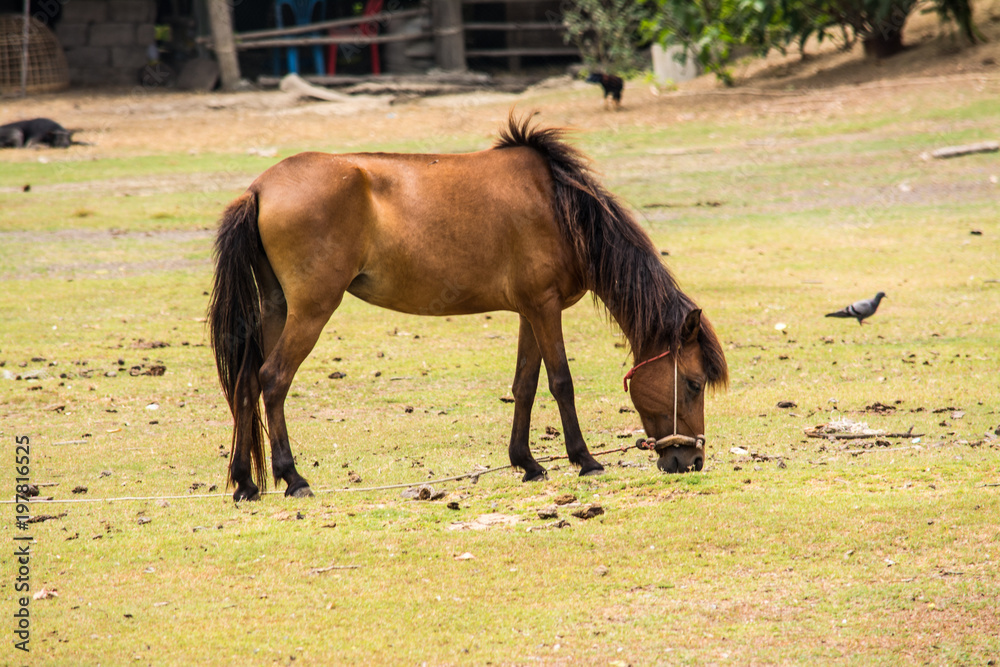 Obraz premium Horse is a mammal that involve many human activities as sports, recreational work.