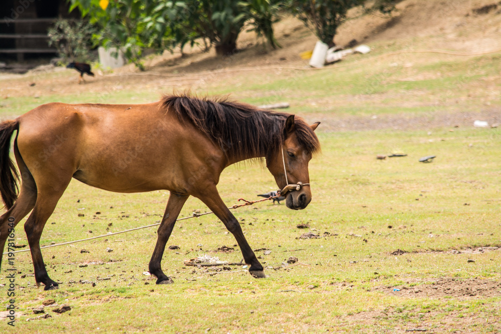 Obraz premium Horse is a mammal that involve many human activities as sports, recreational work.