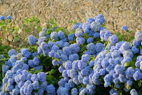 Hortensias bleus au pied d'un mur