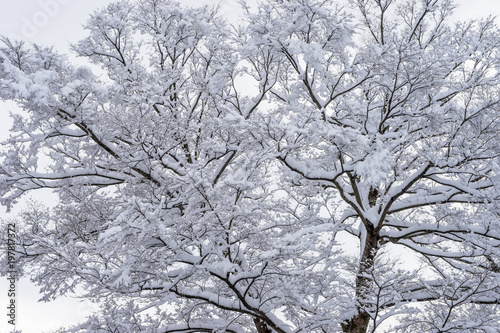 雪の積もった樹木 © T-Kai