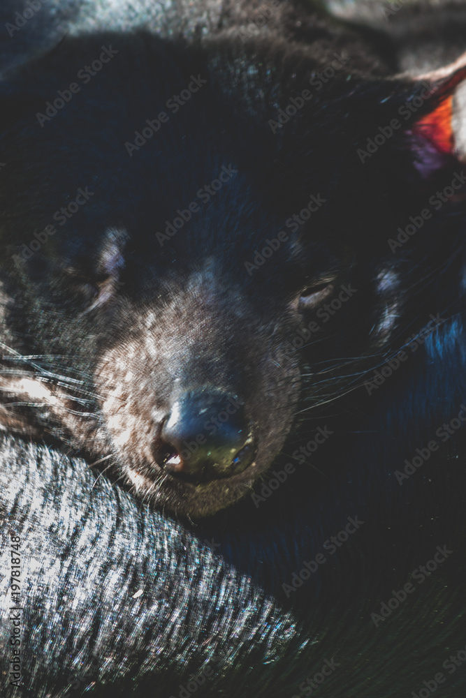 Fototapeta Tasmanian Devil