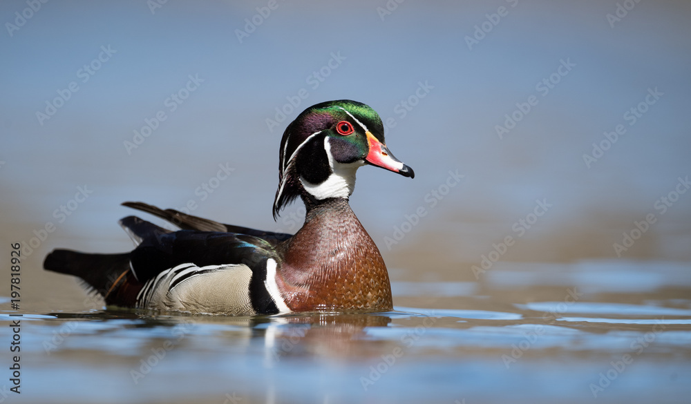 Obraz premium Wood Duck