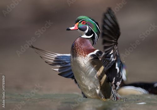 Canvas Print Wood Duck