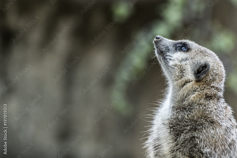 Fototapeta premium Meerkat sitting on top of rock 