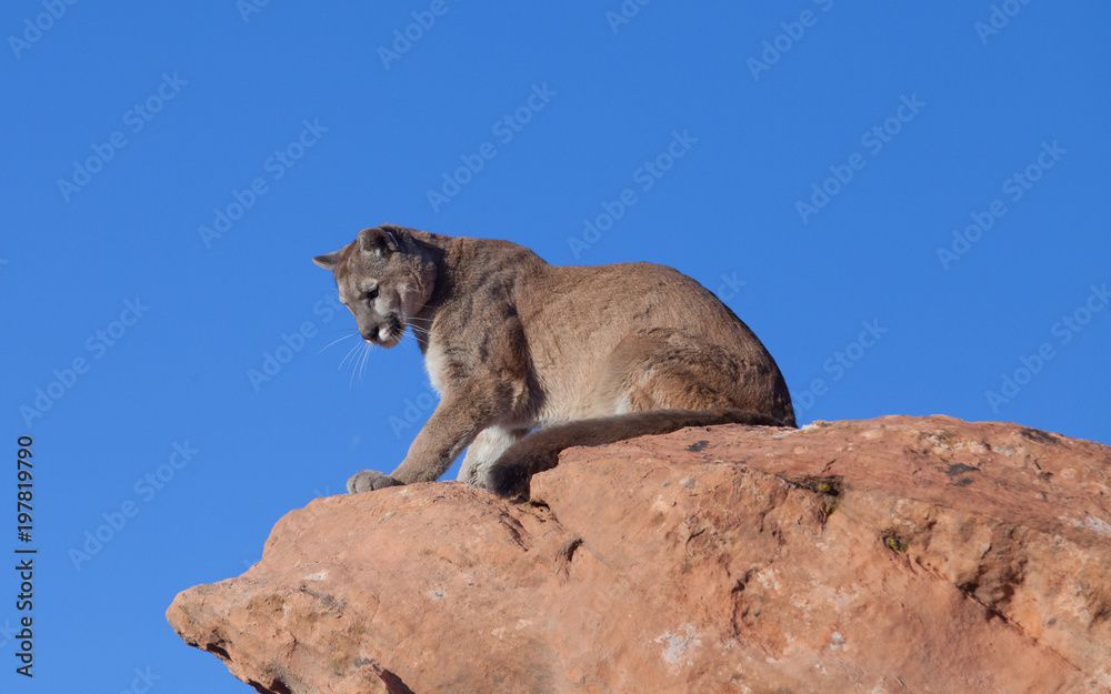 A cougar sitting on a red sandstone ledge in the desert of the American southwest looking down over the edge.