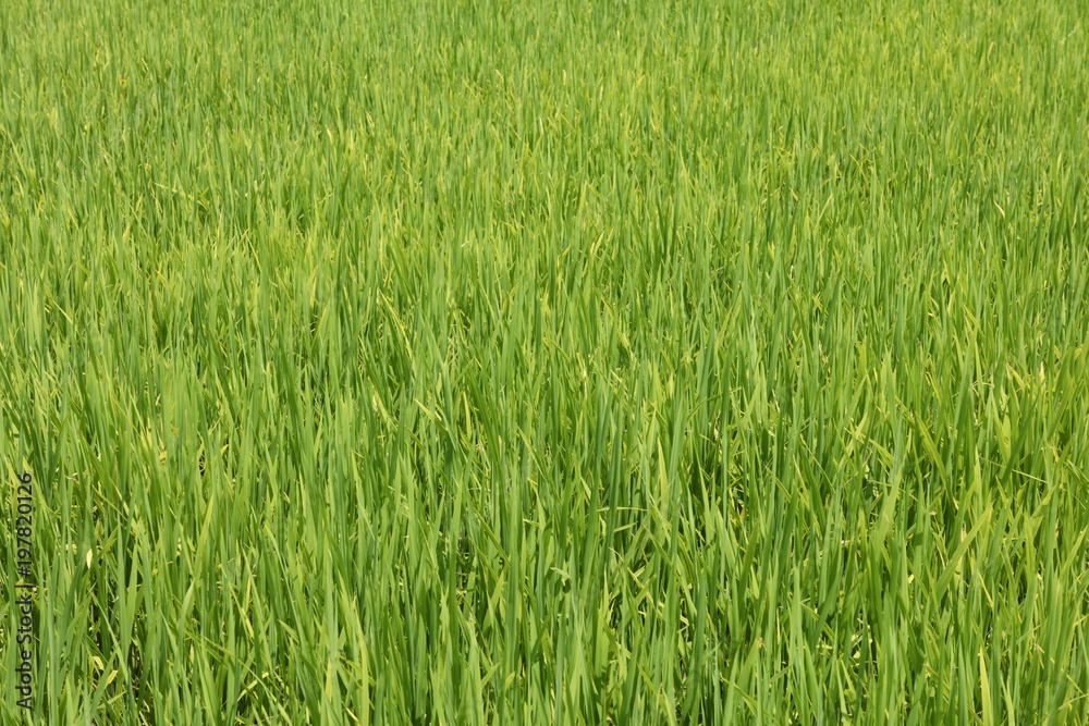 Vibrant green rice growing in a paddy field on a plantation in central Vietnam.