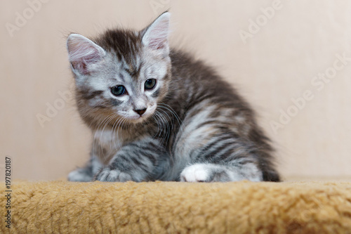 Nice gray kitten
