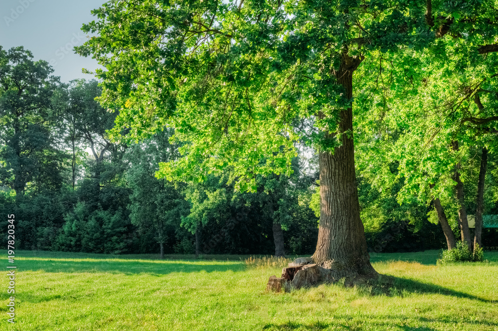Beautiful oak tree with green foliage in the sunset light Beautiful oak tree with green foliage in the sunset light