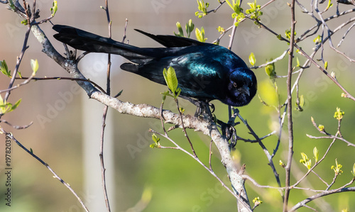 Boat Tail Grackle