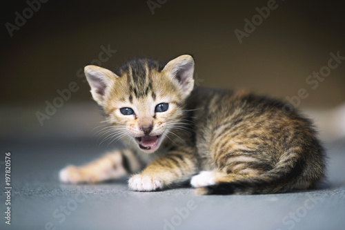 The kitten meows shouts. Baby kitten