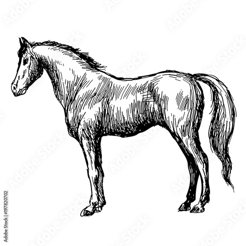 Wallpaper Mural freehand sketch illustration of horse Torontodigital.ca