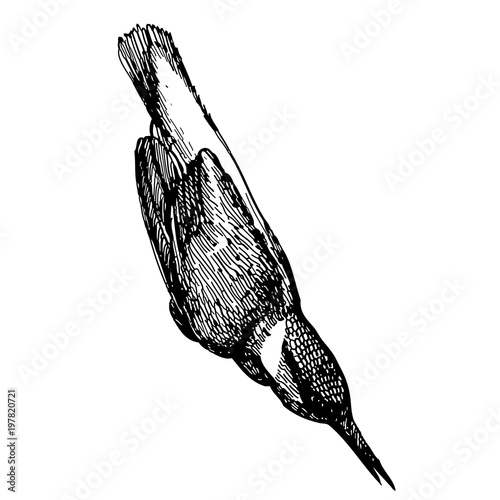 King fisher bird doodle hand drawn