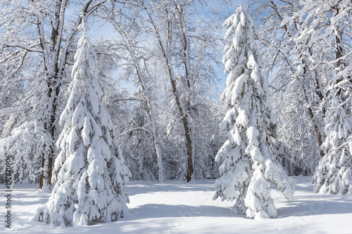 pure white snow covered spruce trees in the park