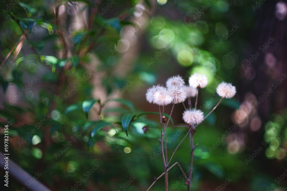 日本庭園に生えるツワブキの綿毛 Stock Photo Adobe Stock