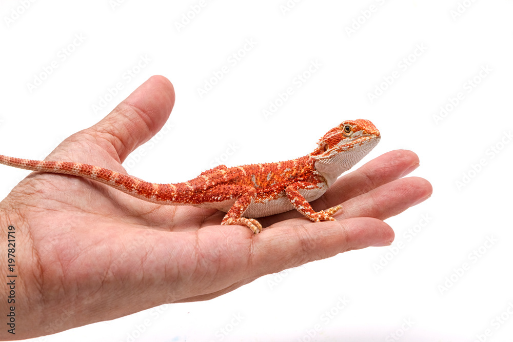 Fototapeta premium Bearded dragon (pogona vitticeps) on hand ,isolated on white background