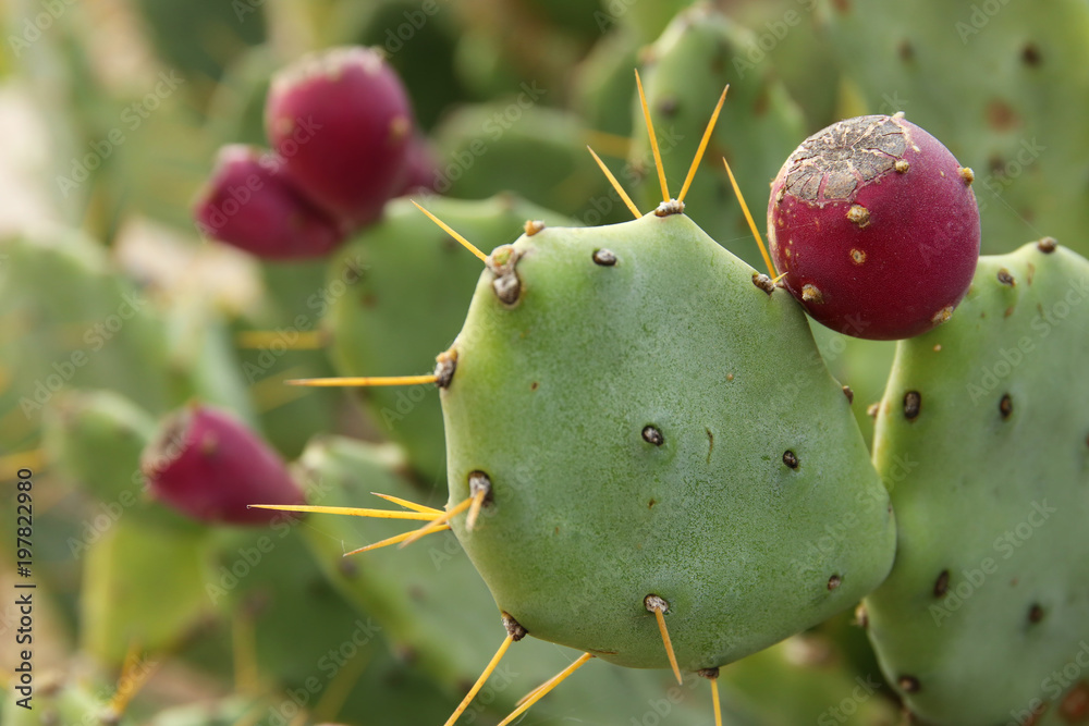 Macro image of green sabras cactus. Macro image of green sabras cactus.