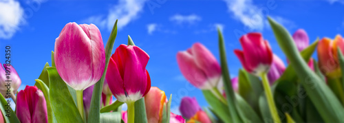 Bouquet of multicolored tulips #197824350