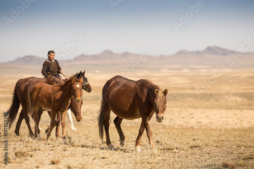Normal steppe groom, who is tending the horses in Kazakhstan © coob.kz