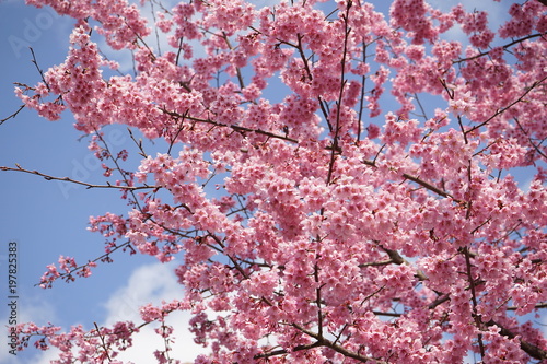 【京都】丸山公園_しだれ桜と青空(寄り) photo