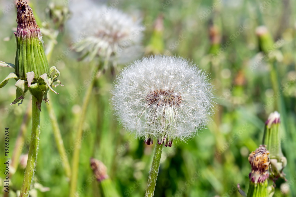 Faded blossoms of dandelions (milk-witch gowan) close up in a meadow. Faded blossoms of dandelions (milk-witch gowan) close up in a meadow.