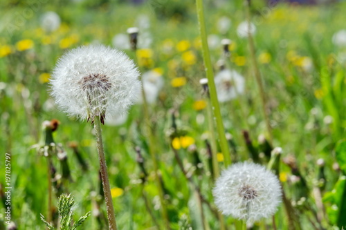 Faded fluffy dandelion florets  milk-witch gowan  on a background of a blossoming meadow.