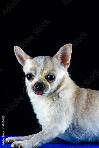 portrait of a chihuahua on a black background