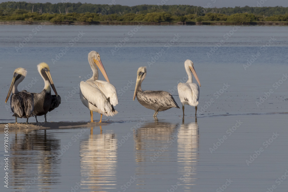White and brown pelicans sunbathing in the river. They take a break after a productive morning of fishing and hunting. White and brown pelicans sunbathing in the river. They take a break after a productive morning of fishing and hunting.