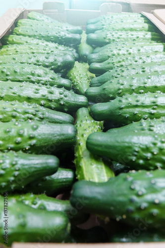 Green fresh cucumber in wooden box for sale .Natural and organic ingredients for a healthy diet.