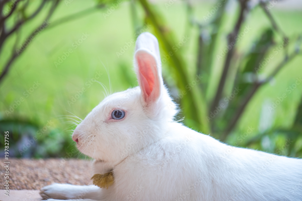 Obraz premium Beautiful and cute white rabbit