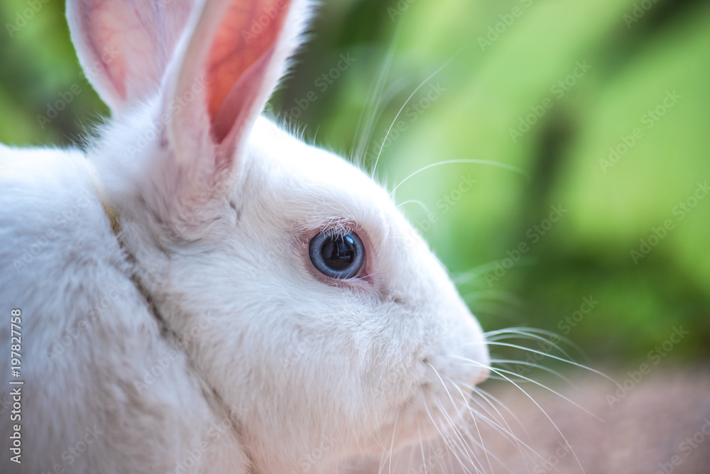 Beautiful and cute white rabbit Beautiful and cute white rabbit