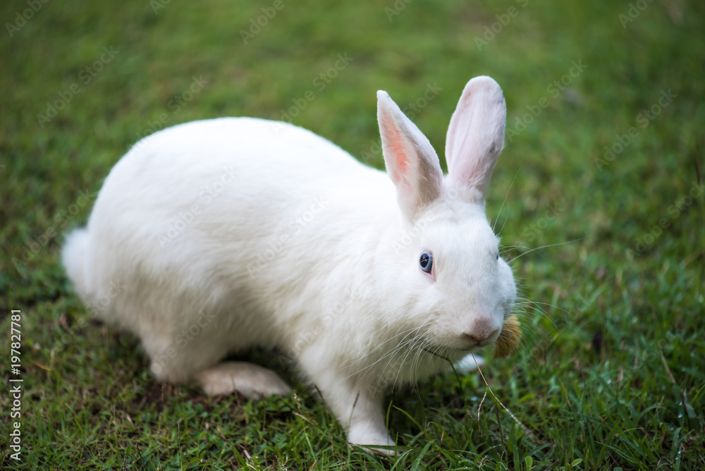 Beautiful and cute white rabbit Beautiful and cute white rabbit