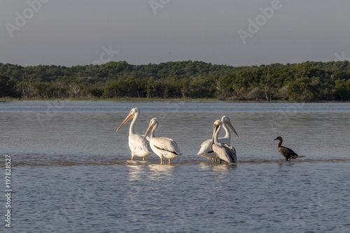 White pelicans and cormoran sunbathing in the river. They take a break after a productive morning of fishing and hunting. 