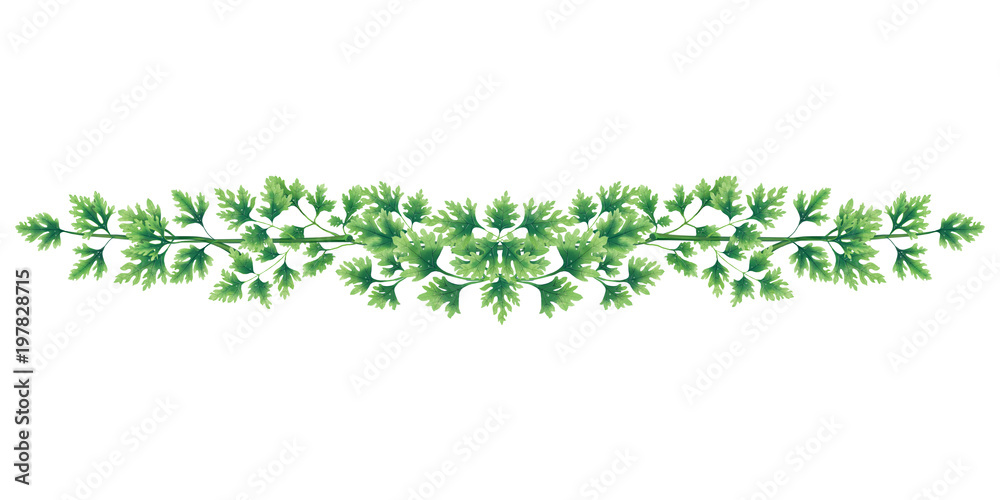 Illustration of green parsley vignette of leaves and branches. Garland for decoration. Bouquet isolated on white background. Illustration of green parsley vignette of leaves and branches. Garland for decoration. Bouquet isolated on white background.