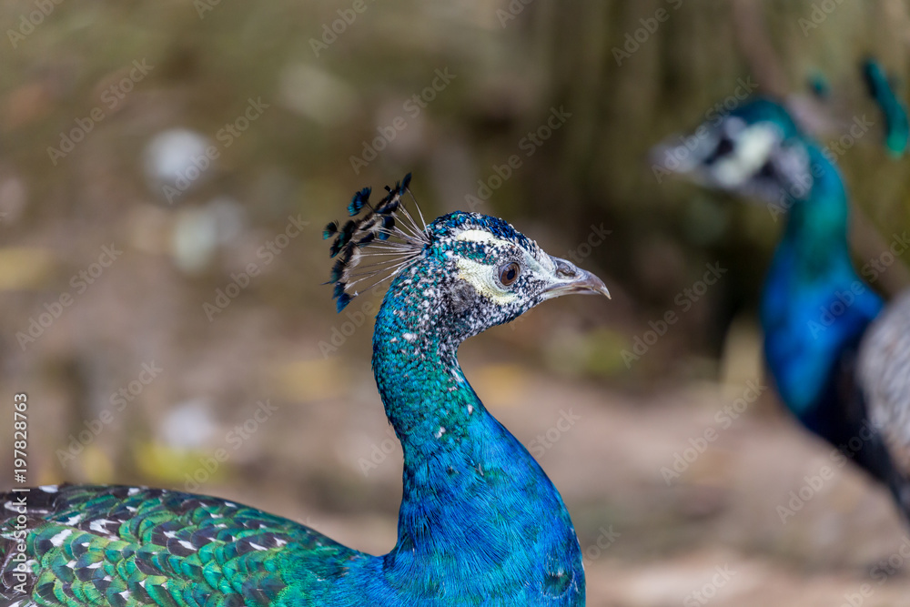 Fototapeta premium Peacock