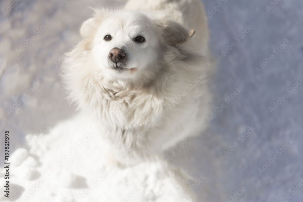 beautiful white dog sitting in the snow