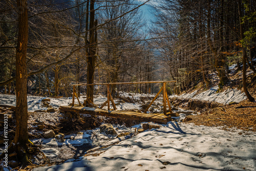In the forest