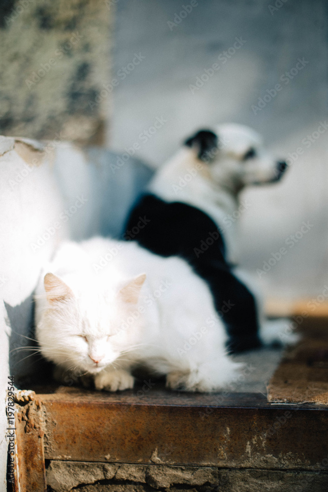 White Cat and black and white Dog lie on the steps and bask in the sun