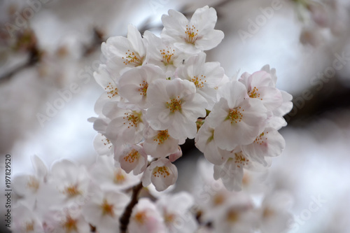 Cherry Blossoms; Sakura