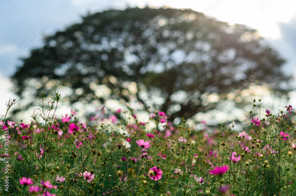 Obraz premium Cosmos flower in the green garden with soft light