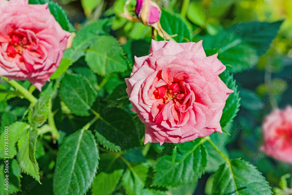 Fototapeta premium Indoor plant flower small pink rose with green leaves close-up