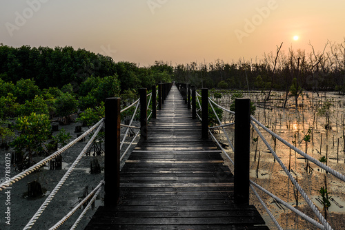 Fototapeta Naklejka Na Ścianę i Meble -  The bridge in mangrove forrest in the evening