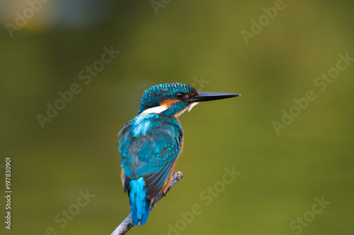 common king fisher on green background, shallow background, bird , avian