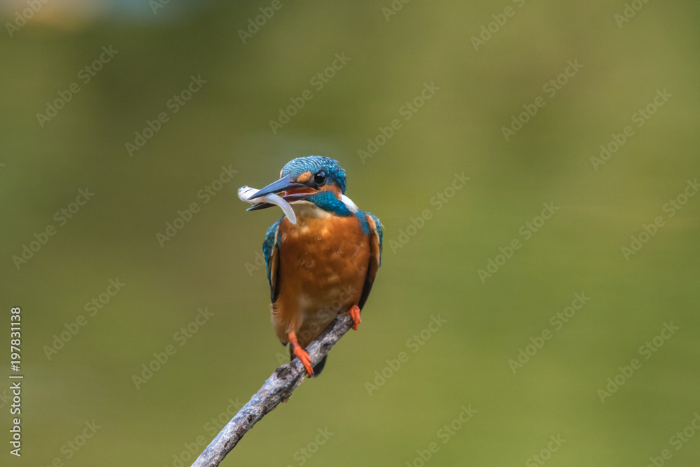 common king fisher on green background, shallow background, bird , avian common king fisher on green background, shallow background, bird , avian
