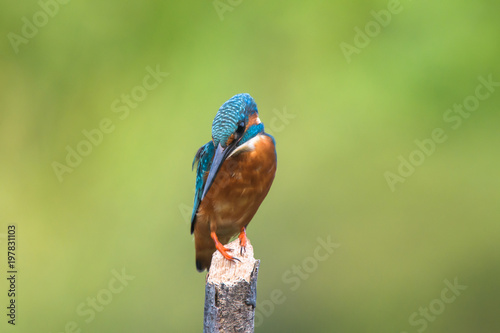 common king fisher on green background, shallow background, bird , avian