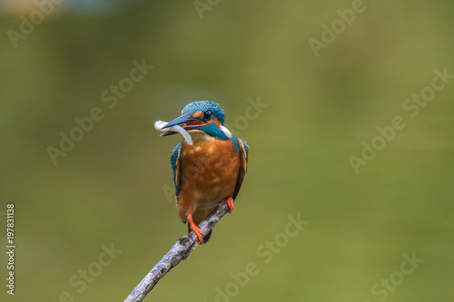 common king fisher on green background, shallow background, bird , avian