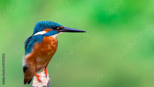 common king fisher on green background, shallow background, bird , avian