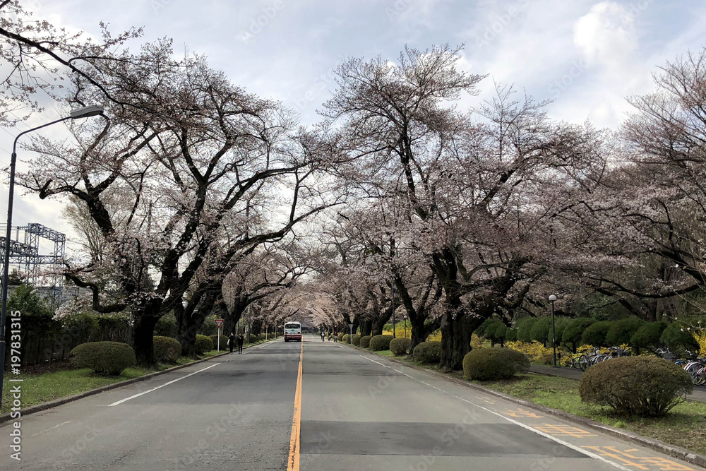 直線の道と桜