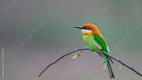 Chestnut-headed Bee-eater on wood stick